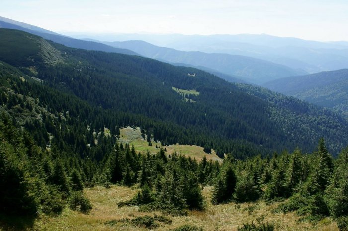 Следователи Службы безопасности Украины завершили досудебное расследование в уголовном производстве относительно масштабной незаконной вырубки деревьев в Карпатском биосферном заповеднике.