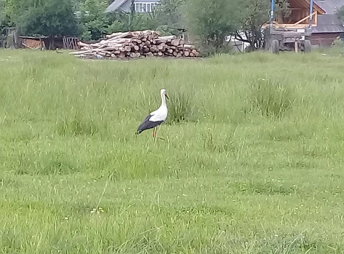 У селі Богдан на Рахівщині оселився лелека. Біля стадіону зазвичай селяться три птахи, та цього року прилетів лиш один. 