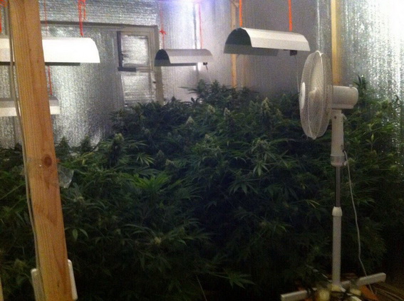 В съемной квартире 38-летний мукачевец на прозвище Луи выращивал 37 кустов искусственной марихуаны, так называемой гидропоники.