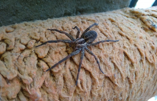 На Закарпатті збільшується кількість отруйних павуків (фото)