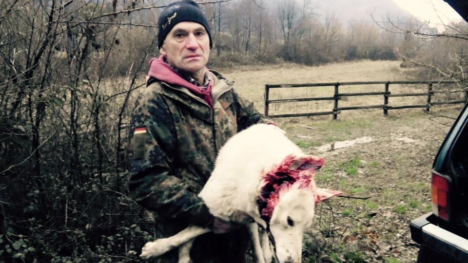 Під час полювання на Ужгородщині депутат облради застрелив собаку лісівника та застосував фізичну силу до її господаря Йосипа Логіна.