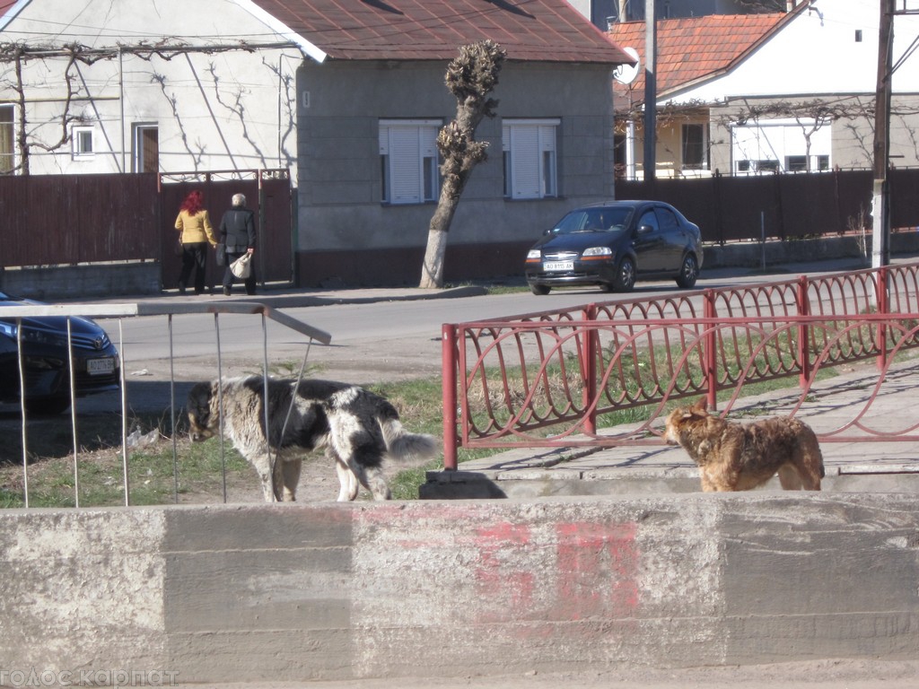 В Хусте уже давно и остро стоит вопрос бродячих собак. Они передвигаются по городу стаями и часто рычат на прохожих. 