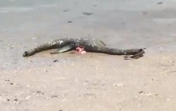 Тіло невпізнаного мертвого мешканця було знайдено на березі в Джорджії. Один з туристів зняв його на відео під час круїзу морським заповідником.
