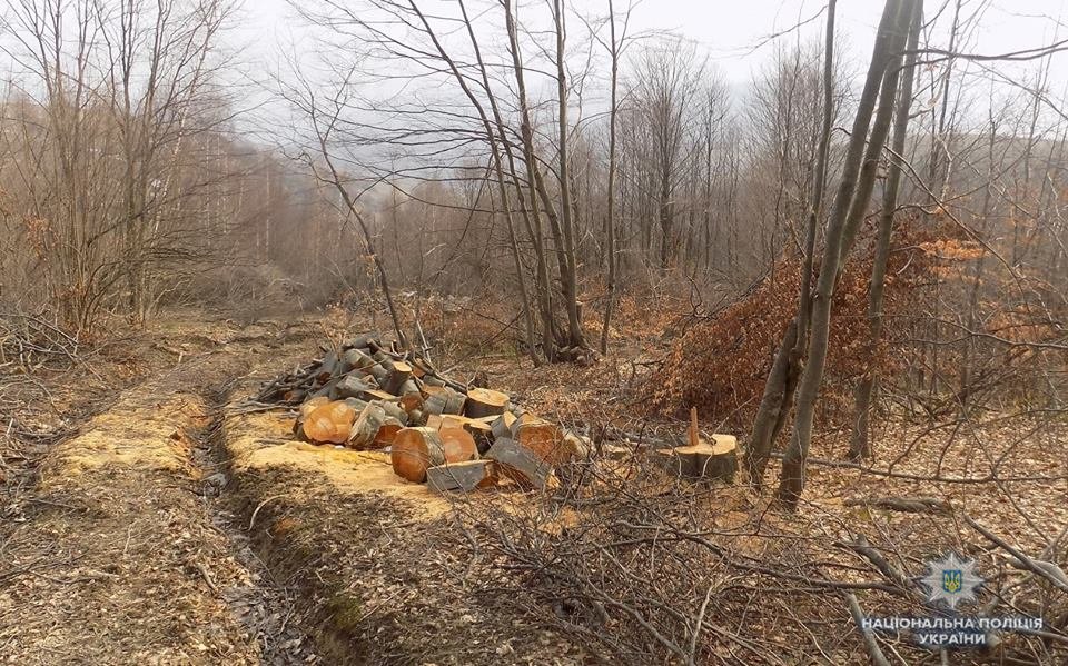 До поліції Великоберезнянського району надійшло два повідомлення про фіксацію фактів вирубки лісу поблизу Ужанського національного природного парку.