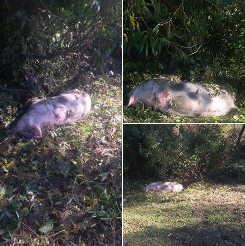 Неподалік села Довге виявили тіло свині прямо на березі річки Боржави.