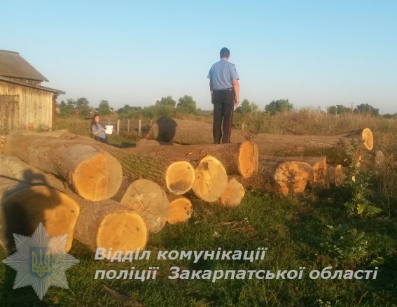 На пилорамі в с.Оросієво Берегівського району поліція спільно з прокуратурою виявила 29 дерев дуба. Власник пилорами каже, що не знає, чия це деревина.