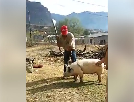 Цього разу в мережі оприлюднили відео, на якому чоловік хотів вбити тварину сокирою.
