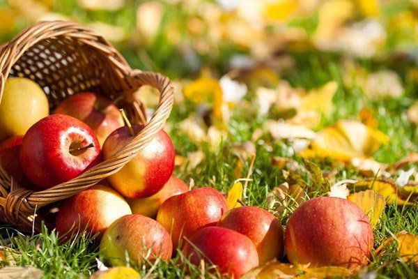 Яблучний Спас: прикмети, традиції, заборони дня 
