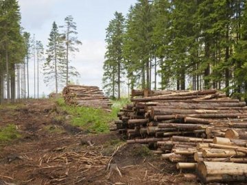Роботу над онлайн-картою рубок деревини для всієї території України, де буде відображено законність вирубки лісу, планують завершити протягом трьох місяців.