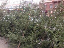С просьбой отдать использованы дерева для отопления админзданий до жителей закарпатского Перечина обратились местные чиновники.