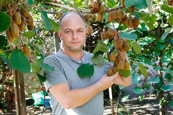 Известный ужгородский селекционер Генрих Стратон уже готовится собирать урожай киви.
