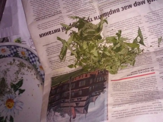 Сотрудники Мукачевского отделения полиции во время санкционированного обыска в селе Бабичи, обнаружили у местного жителя два тайника с марихуаной, общим весом в 50 грамм.