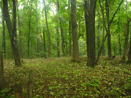 На Закарпатті заблукав 10-річний хлопчик