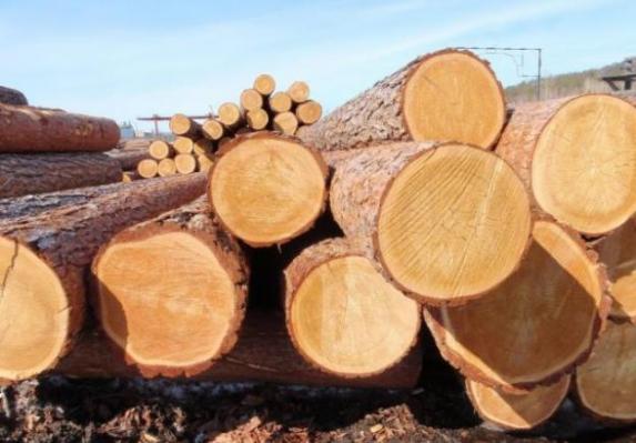 Вчора фахівці Закарпатської митниці ДФС знову склали ряд протоколів щодо вилучення лісоматеріалів, які переміщувались за кордон через митний пост «Залізничний».