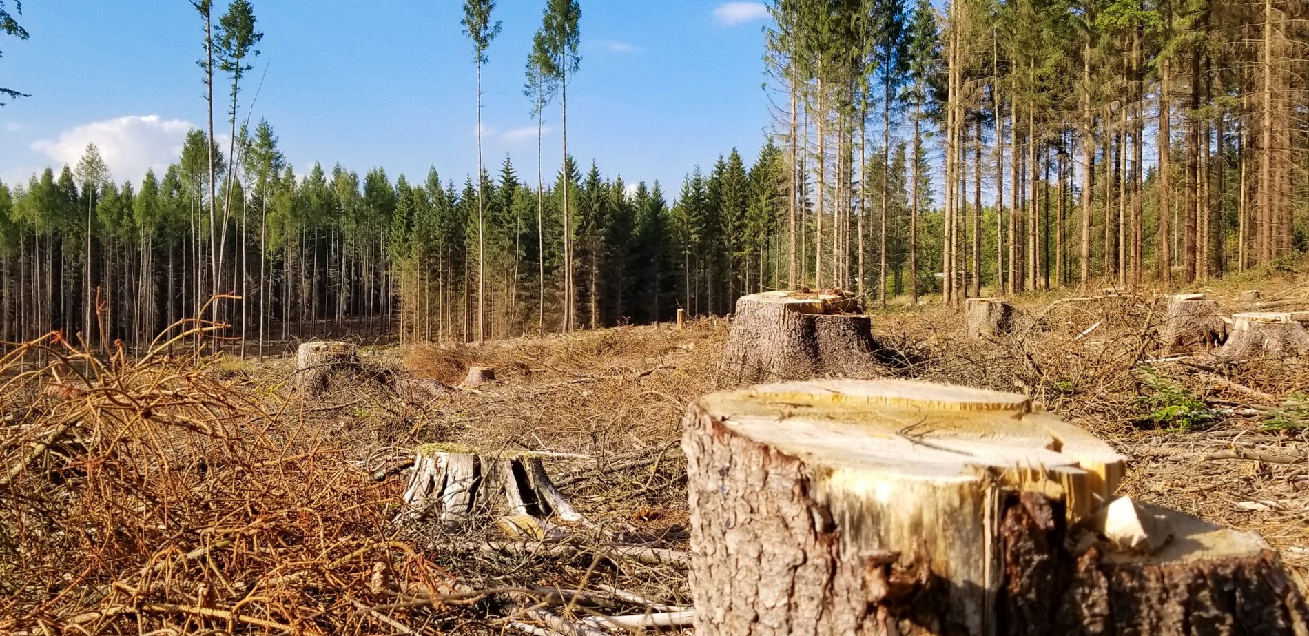 Незаконні рубки лісу у природоохоронних зонах: ДЕІ виявила порушення на мільйони (ФОТО)