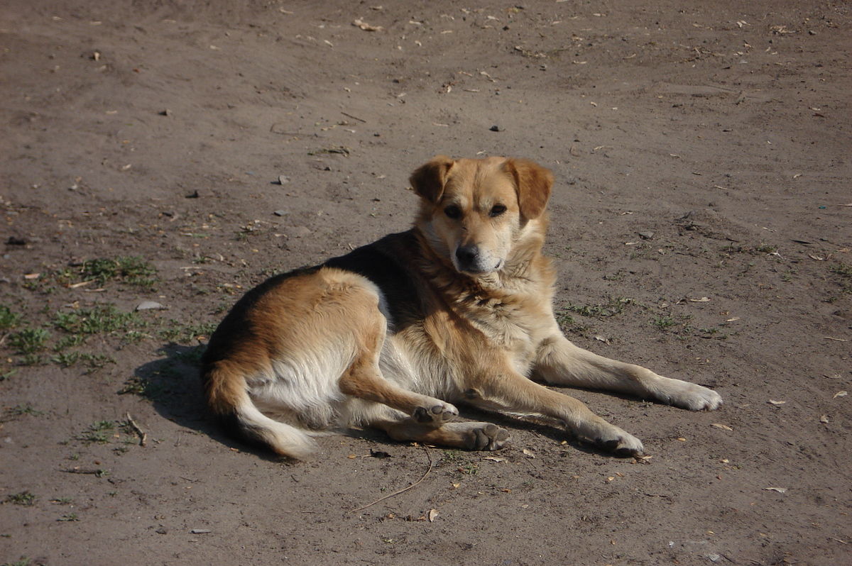 В одному із сіл на Перечинщині, поряд із магазином «Амбар» виявили труп собаки із виваленими нутрощами.