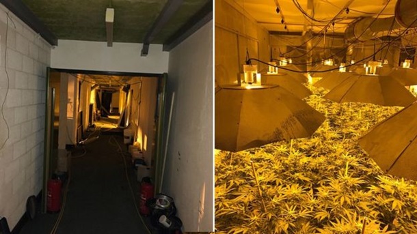 Британська поліція знайшла велику плантацію марихуани у бункері, збудованому у часи ‎другої світової війни як бомбосховище на випадок ядерного удару.‎