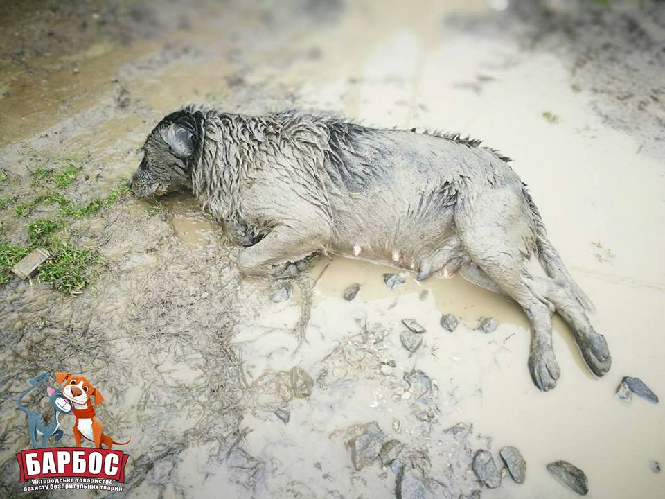 В Ужгороді збили вагітну собаку і залишили помирати на узбіччі.