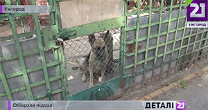 В Ужгороді фіксують рекордну кількість пограбувань підвалів / ВІДЕО