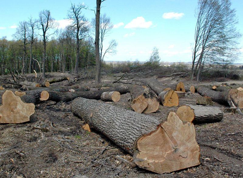 На Закарпатті розслідують факт незаконної вирубки лісу на Рахівщині