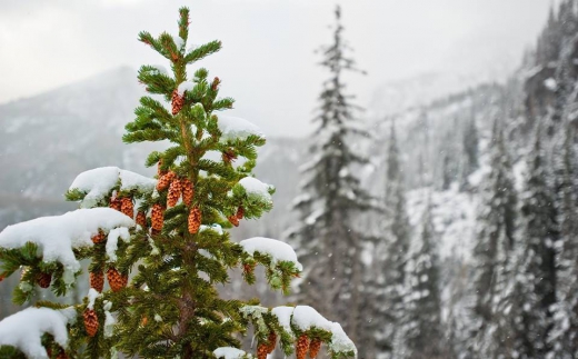Найбільше новорічних дерев заготовлять у Воловецькому та Міжгірському держлісгоспах. Найменше - в Ужгородському.