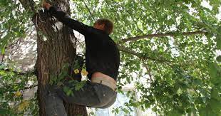 П'яний водій тікаючи від поліції не придумав нічого іншого, як залізти на дерево та сказав, що за кермом взагалі була інша людина.
