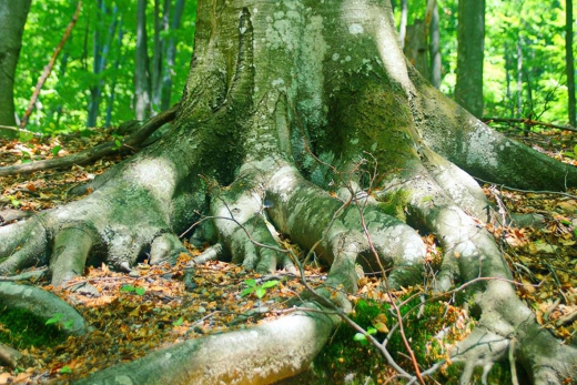 «Друзья старых деревьев» («Сопсоигѕ de photos des arbres vieux») – международный фотоконкурс, который ежегодно организует одна из природоохранных организаций Франции.