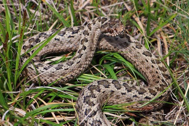 Журналісти дізнались, чи варто закарпатцям боятися змій / ВІДЕО