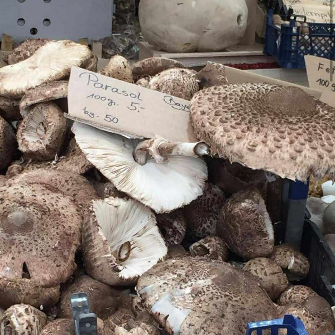 "Футбол грибами"?: на Закарпатті ігнорують унікальні "амбрели", які вартують чималі гроші за рубежем