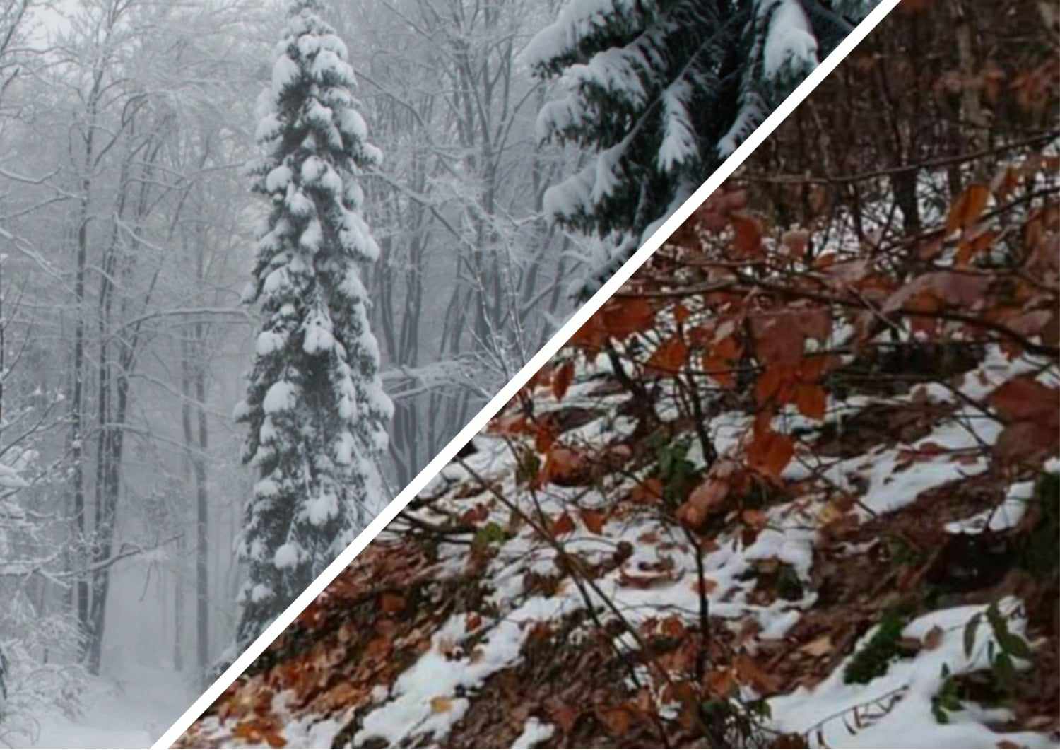 У регіоні продовжують виявляти чудові знахідки у зимових лісах.