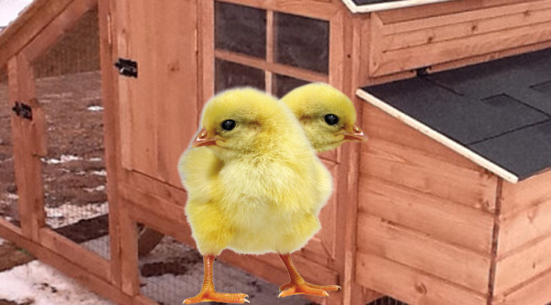 Фермер із Тячівщини ще влітку поставив у  інкубатор курячі яйця. Із них через 21 день вилупився цілий виводок пташенят. Але одне з курчат було незвичним. 