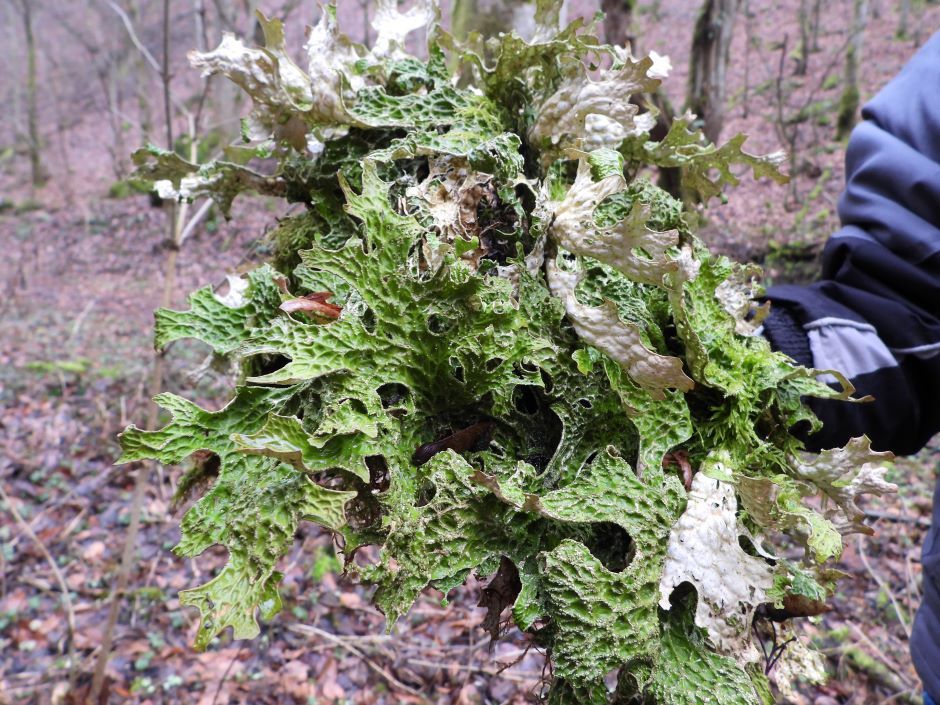 "Lungs" lay on the rock: a rare find in the Carpathians stirred up the network (PHOTOS)