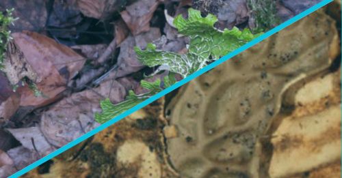 "Lungs" lay on the rock: a rare find in the Carpathians stirred up the network (PHOTOS)