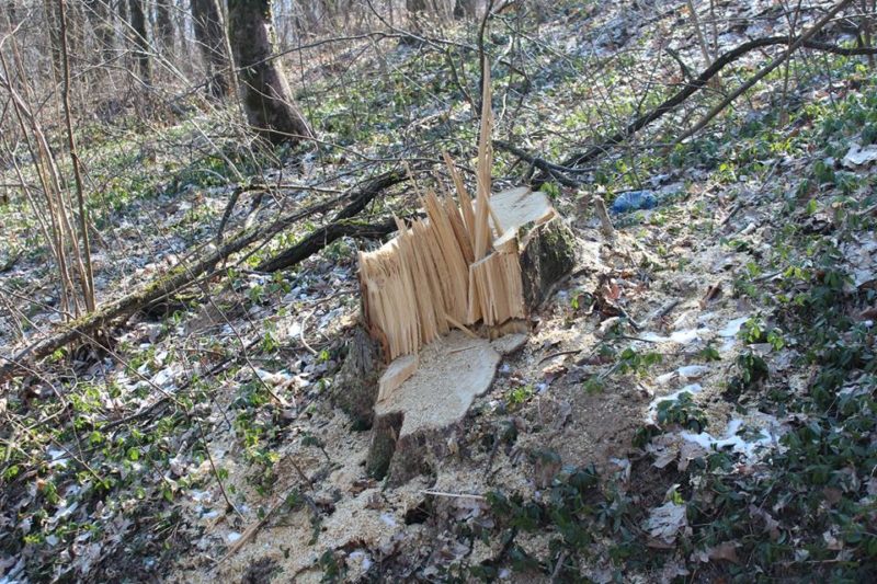 Екологічній інспекції Закарпатської області вдалося з’ясувати, хто був виконавцем вирубки лише 14 дерев, питання знищення ще 57 дерев – залишається відкритим
