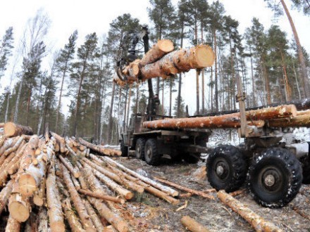 На Закарпатье незаконно вырублено 774 га лесов