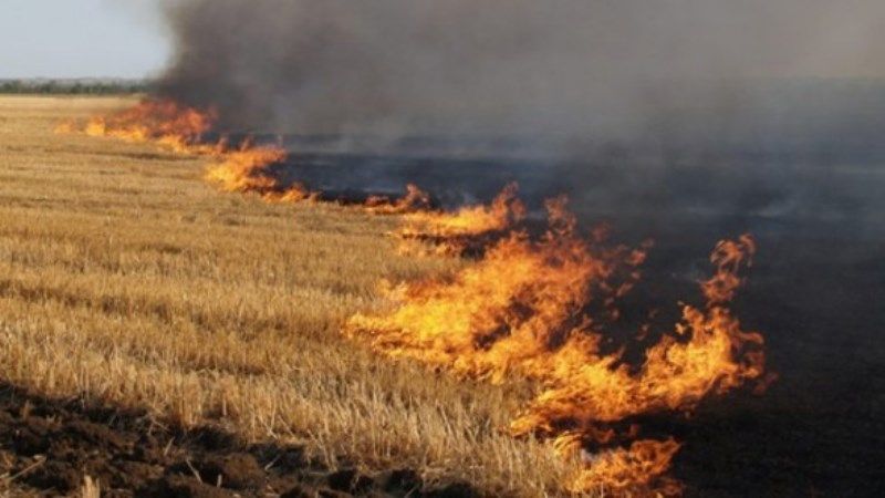 Взяти під котроль стихію не вийшло: на Виноградівщині гасили масштабну пожежу