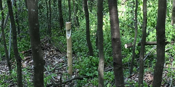 В перші роки після створення лісових культур та доглядів за ними лісівники ДП «Перечинський лісгосп» проводять рубки догляду в молодняках.