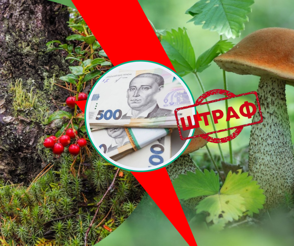 На Закарпатті ввели обмеження в деяких зонах: за що людей штрафуватимуть у лісах?