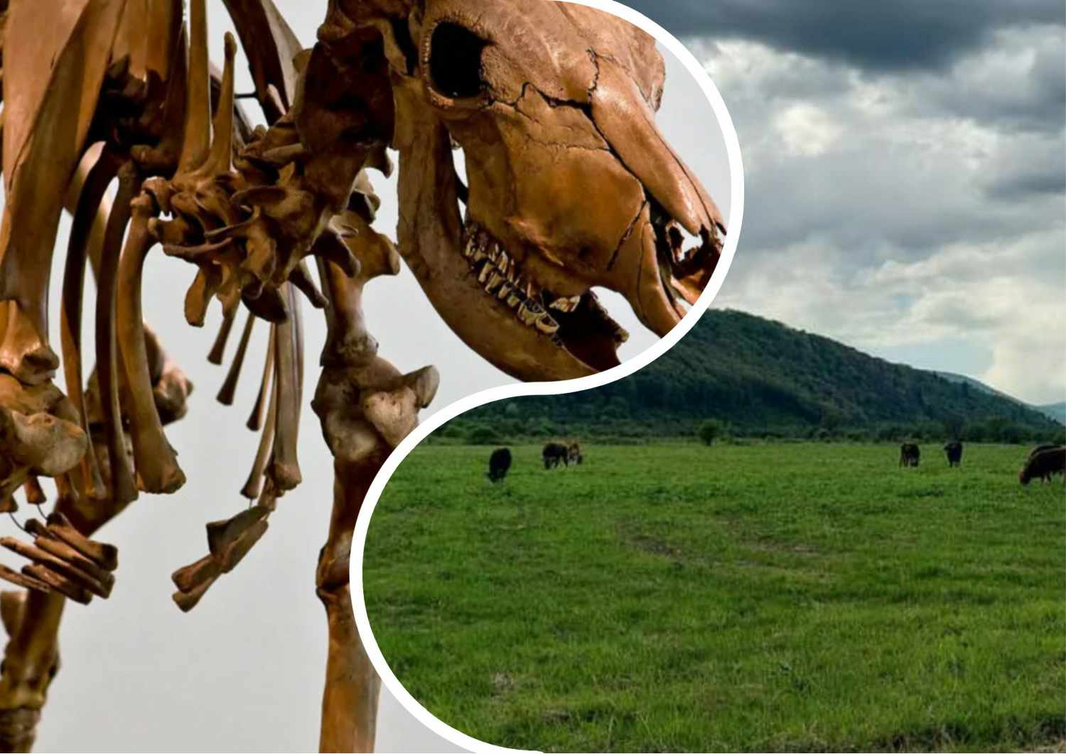 Їх предки жили понад півтисячі років назад: в одному із сіл Закарпаття можна побачити унікальних та древніх істот на землі (ФОТОФАКТ)