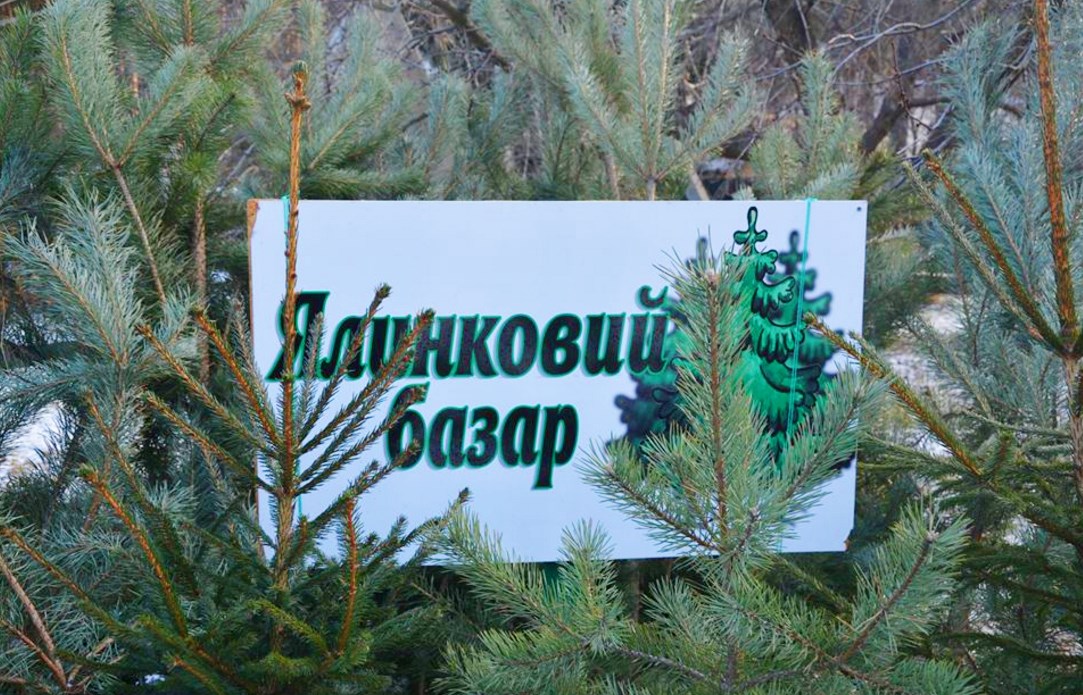 Із понеділка, 14 грудня, в Ужгороді продаватимуть ялинки. Місця продажу визначили відповідно до розпорядження міського голови.
