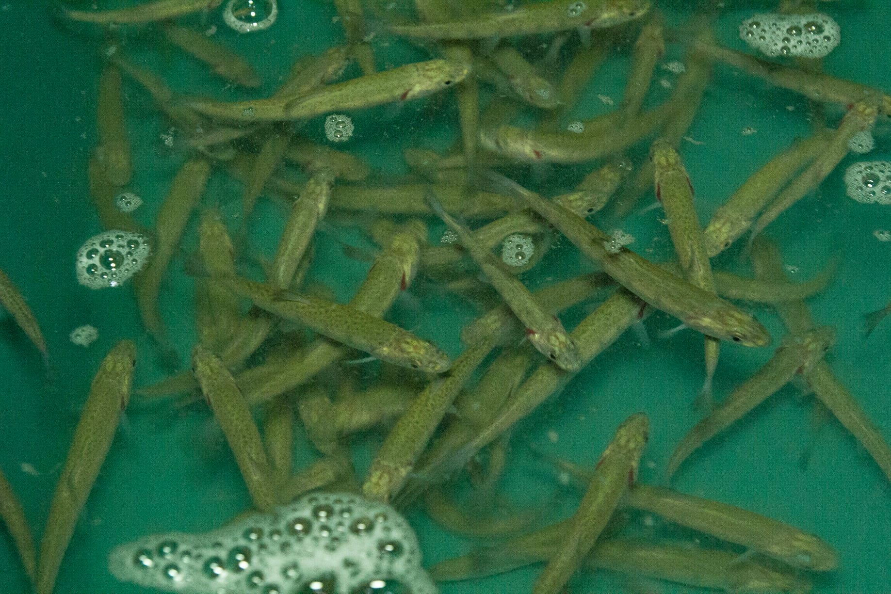 Десять тисяч мальків лосося дунайського випустили у річки Закарпаття 27 вересня.