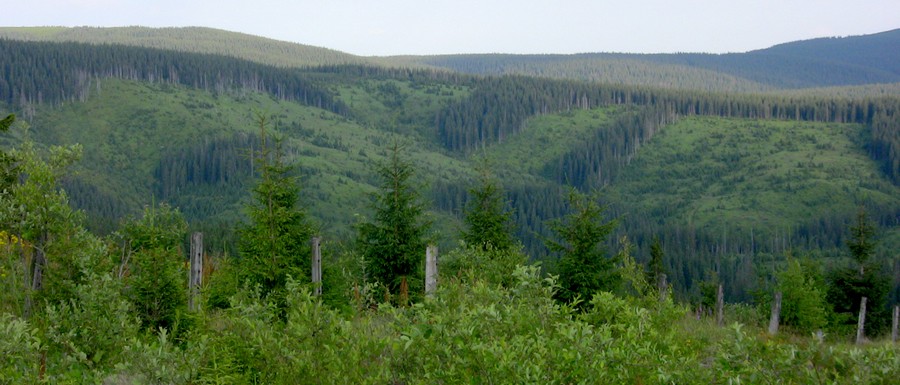 Сьогодні, 29 квітня, на сайті одного Інтернет-видання було висвітлено статтю щодо того, що на Ужгородщині лісівники жорстко рубають дерева і в період тиші.