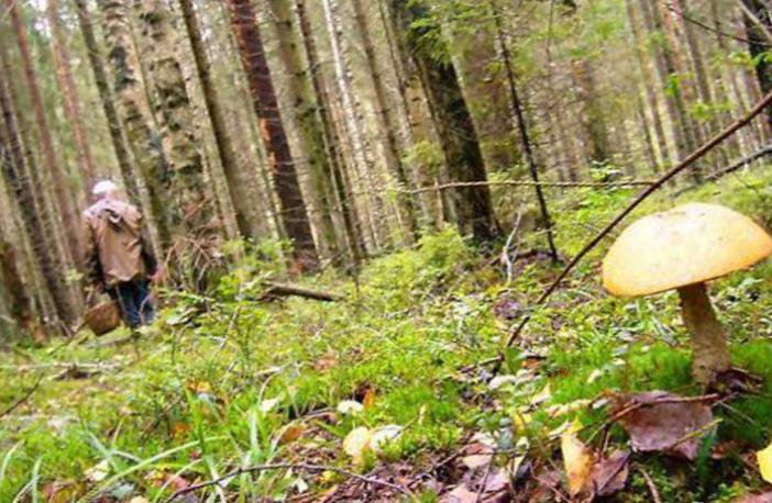 До рятувальників надійшло повідомленя, що в районі гори Куколь (10-й кілометр) пішов в ліс по гриби та не повернувся 38-річний мешканець м. Кривий Ріг - з чоловіком відсутній зв'язок.