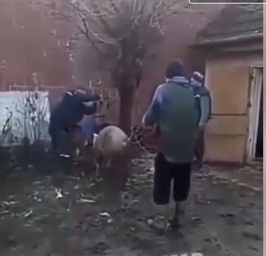 В мережі оприлюднили відео, на якому різники вирішили спростити собі завдання і вбити тварину струмом.