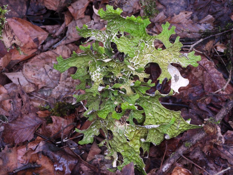 "Lungs" lay on the rock: a rare find in the Carpathians stirred up the network (PHOTOS)