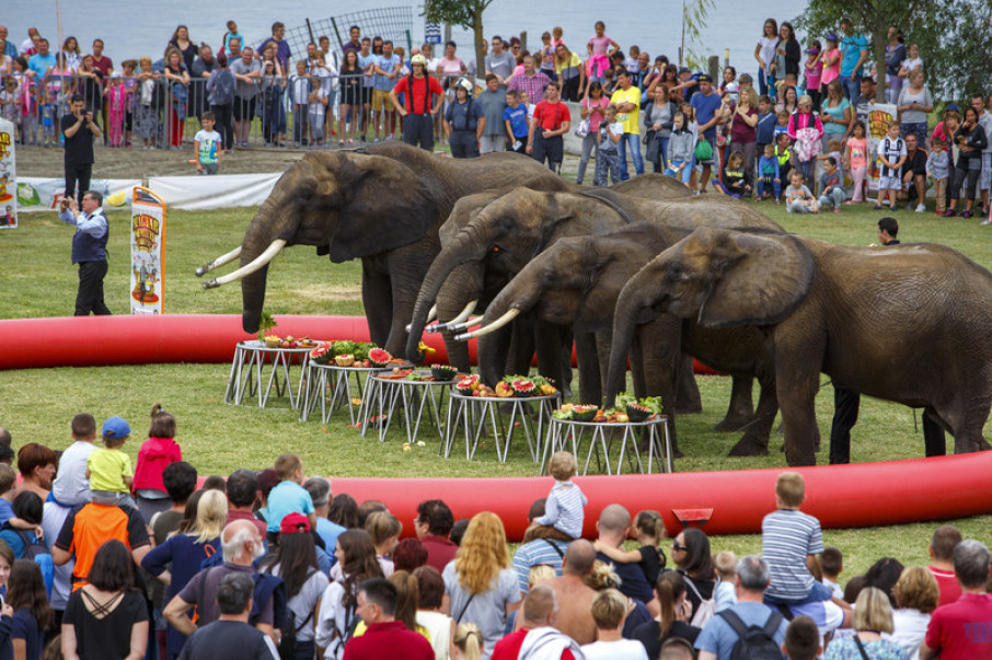 З 1 листопада у місцевих цирках не виступатимуть примати, слони, бегемоти, носороги, дельфіни і жирафи.