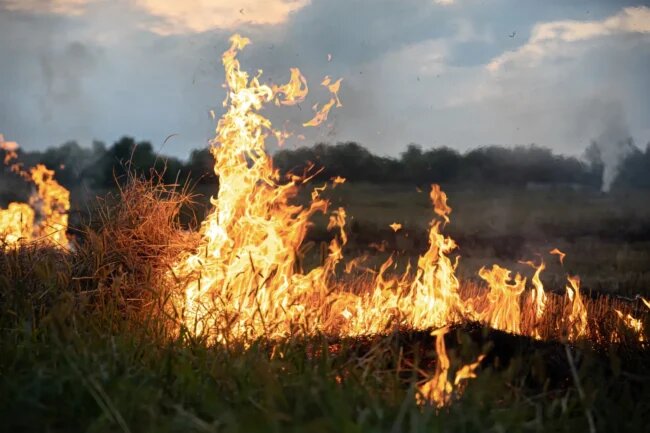 Закарпатців попередили про нову загрозу: 21 червня очікується найвищий рівень пожежної небезпеки