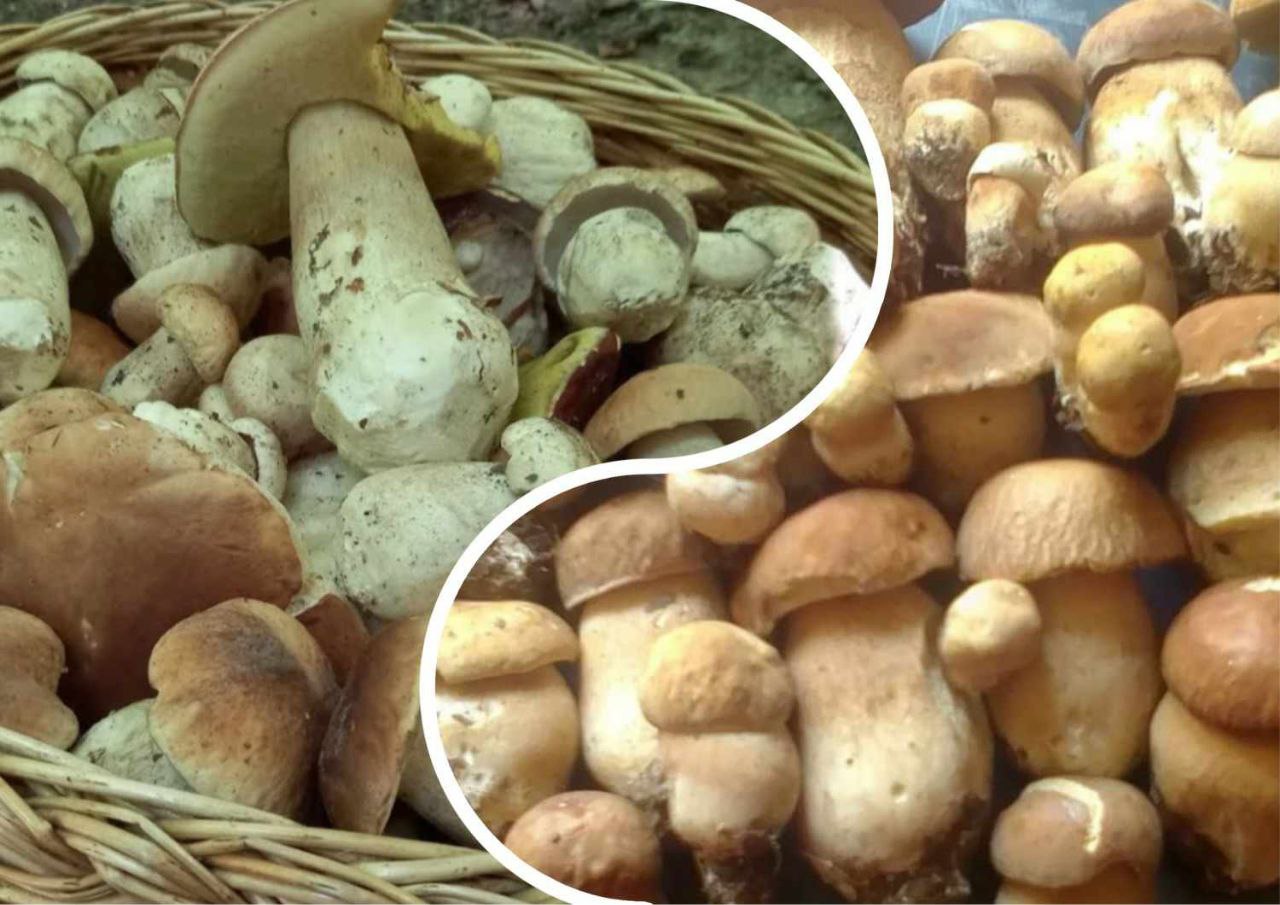 Закарпаття вражає: грибарі "косять" небувалий врожай (ФОТО, ВІДЕО)