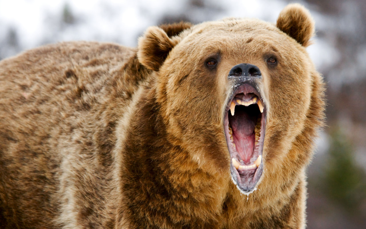 У Бещадах (Польща) ведмідь напав на 46-річну жінку. 