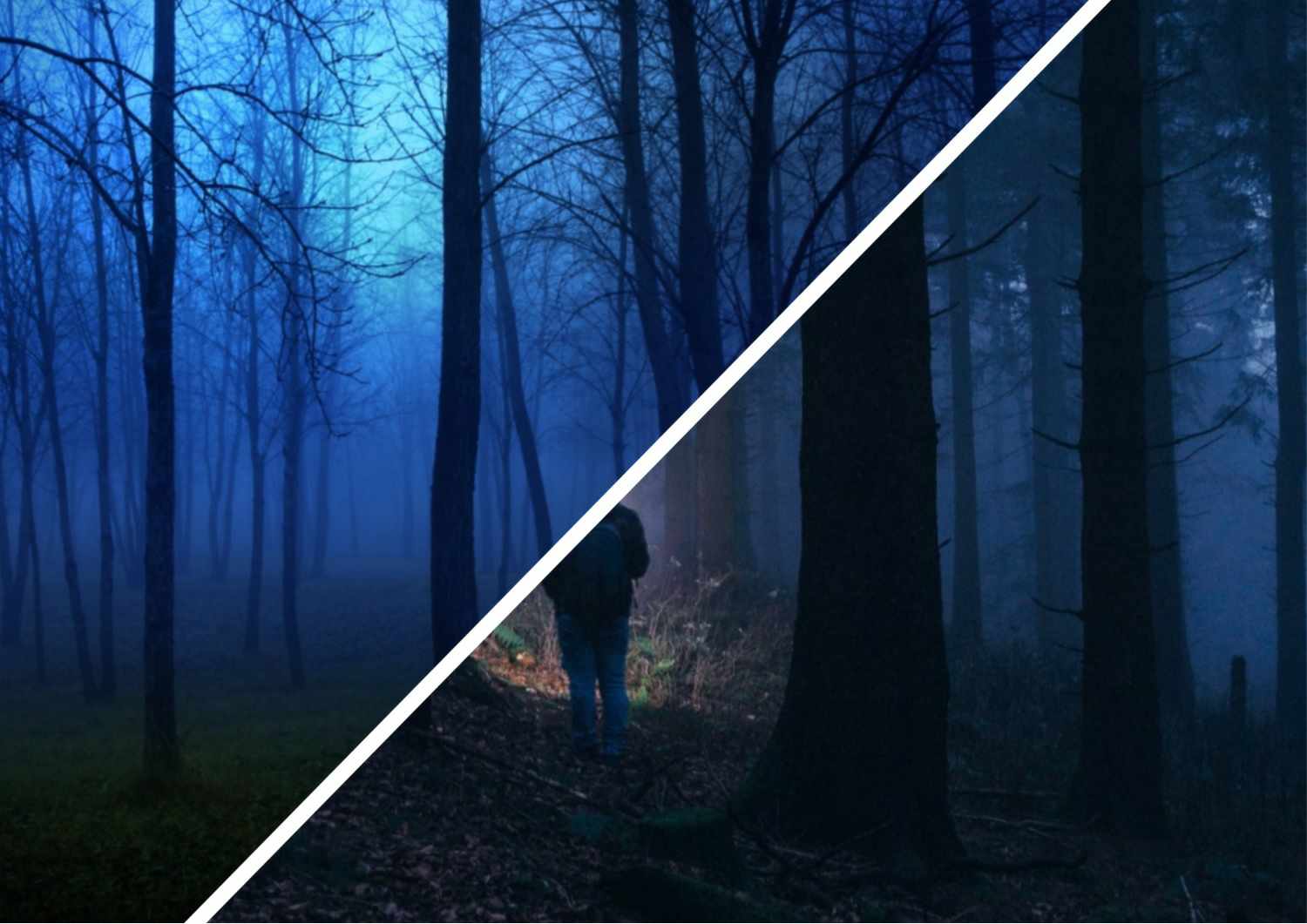 Закарпатці біжать до лісу вночі: які знахідки вони там шукають із ліхтарями? (ФОТО, ВІДЕО)